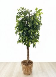Decor - Basket - W/ Faux Ficus Tree