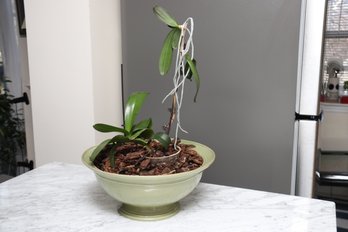 Pottery Barn Orchid With Green Pot