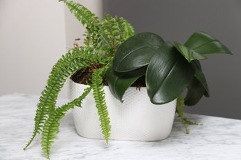Orchid And Fern In White Pot