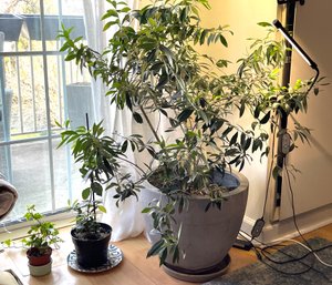 Live Plant Bundle Including Bay Leaf, Ivy And Olive Tree