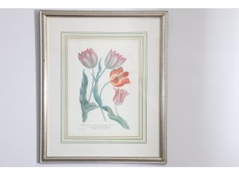 Framed Botanical