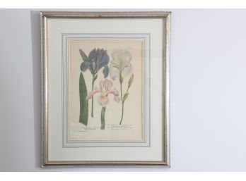 Framed Botanical