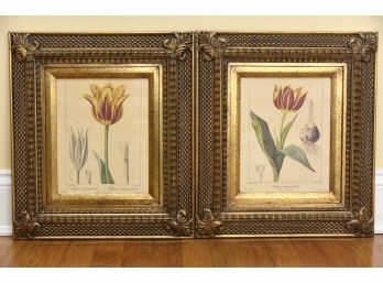 2 Framed Tulip Paint On Board