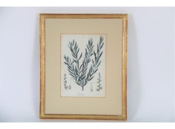 Salix Tristis Mourning Willow Framed Print
