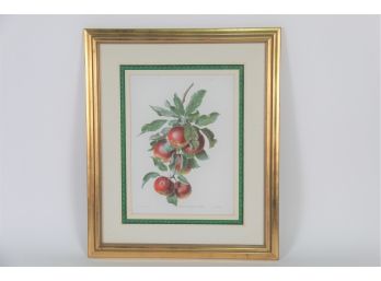 Apples 'Malus Communis Forma' Framed Print
