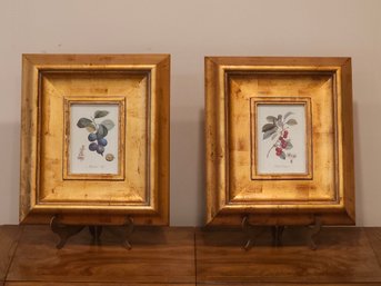 Pair Of Antique Engraved And Colored English Botanical Prints In Modern Burnished Gold Leaf Frames 14 X 16#31