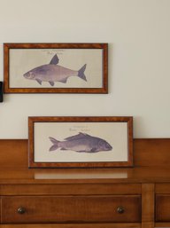 Two Vintage Fish Lithographs Framed 24' X 12' #62