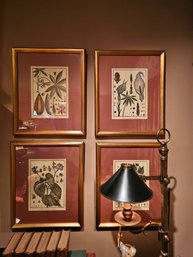 Set Of 4 Botanical Engravings  19 X 15.5  #3