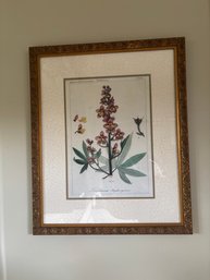 Framed Botanical Print