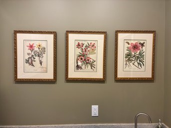 Trio Of Botanical Prints