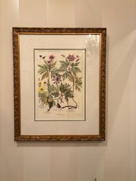 Two Framed Botanical Prints