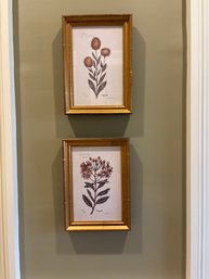 'Butterfly Weed' 'Yellow Milkwort' And 'Common Mullein',  Signed, Numbered, Limited Edition