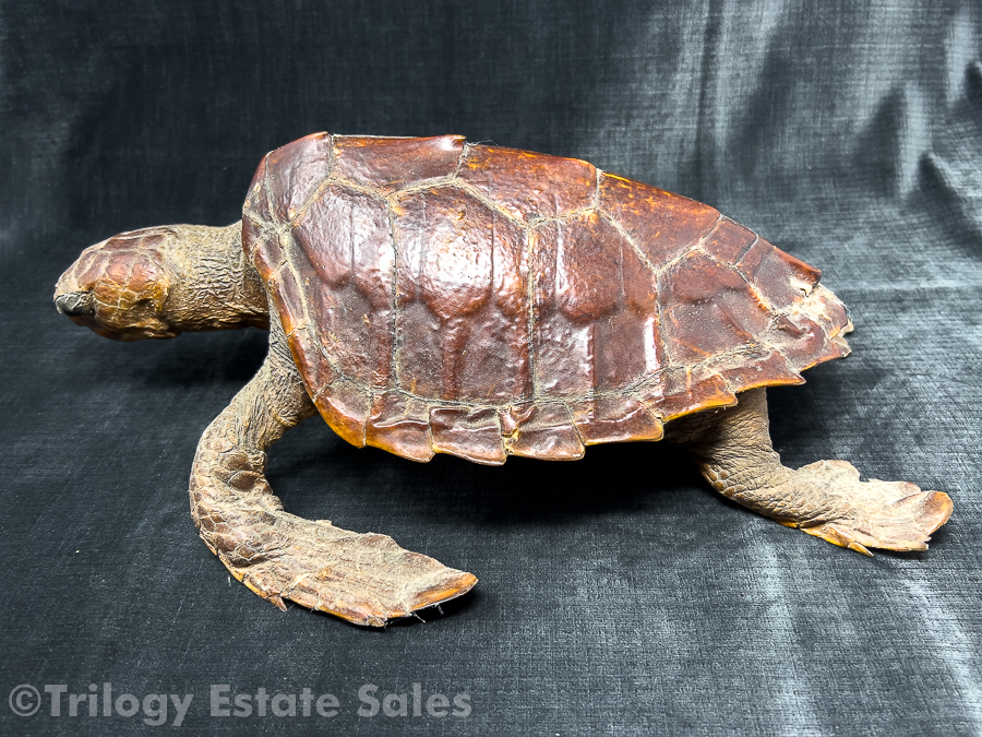 Vintage Taxidermy Sea Turtle #4486 | Auctionninja.com