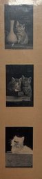 Vintage Cat Photos 2x3' Image Sizes