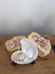 Chambered Nautilus Shell And Two Seashell-Accented Jewelry Boxes