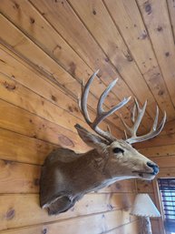 Deer Mount