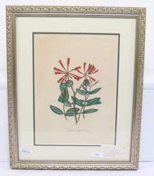 Botanical 1818 Gaetano Savi Stipple Copperplate Engraving With Hand Color