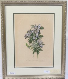 Botanical 1818 Gaetano SAVI Stipple Copper Plate Engraving With Hand Color