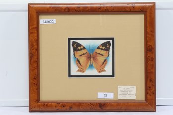 Rare Circa 1900 Butterfly Cigarette Silk