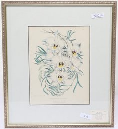 Botanical Frederick W. Burbidge Circa 1870 Lithograph Hand Color
