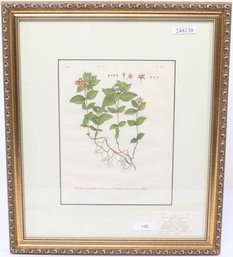 1732 Hortcus Elthamensis Original Botanical First Edition Limited (250) Engraving By Johan Jakob Dillenius