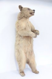 Taxidermy Bear