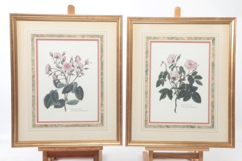 Pair Of Framed Botanical Prints Of Roses