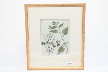 1806 Botanical Hand Colored Chromolithograph