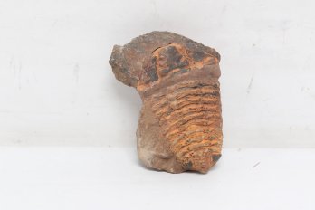 Trilobite Fossil