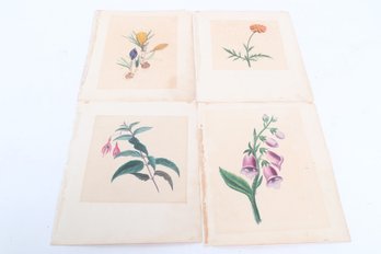 Antique Hand Colored Botanical Print Lot Floral Studies Foxglove & Wildflowers