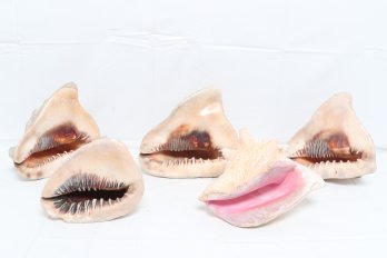 Group Of Large Bullmouth Helmet Shetts