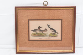 Small Antique Hand Colored Duck Print - Framed