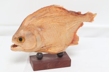 Authentic Piranha Taxidermy On Stand