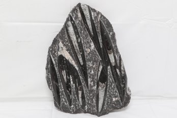 Large Fossil Plate Containing Multiple Orthoceras Fossils