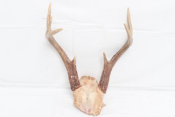 Antlers And Skull Plate Of A White - Tailed Deer