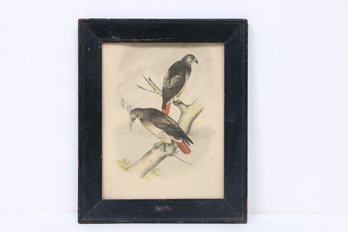 Antique 19th Century Hand Painted Print Showing A Pair Of Red Tailed Hawks