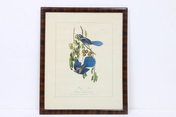 Vintage J.j. Audubon Print Of Florida Jay - Printed By Penn Prints, New York