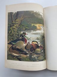 1902 The New Book Of Poultry By Lewis Wright, Plates By J.W. Ludlow, Gilt-Pictorial Cloth,