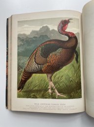 1873 The Illustrated Book Of Poultry By Lewis Wright, Chromolithographs By J.W. Ludlow, Cassell, Petter Etc..