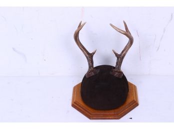 Deer Buck Mount 6 Point