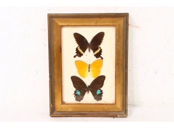 Framed Butterfly Collection