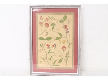 Wicke V Walderbse Antique Botanical Print