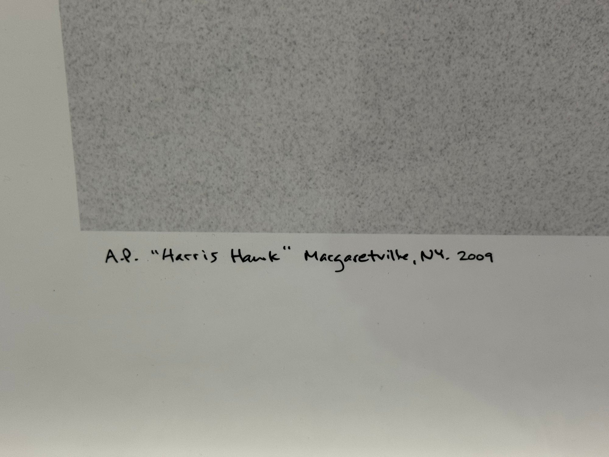 Large, Signed, Framed In White Wood Black & White Photo Harris Hawk