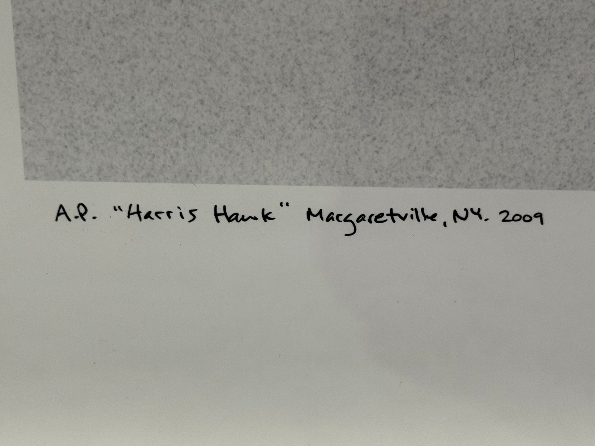 Large, Signed, Framed In White Wood Black & White Photo Harris Hawk