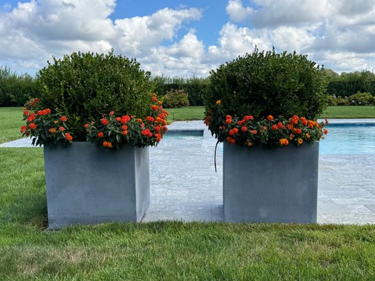 Pair Of Large Planters With Boxwoods With Lantana Flowers - Two Of Two