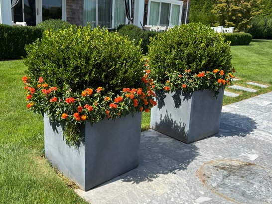 Pair Of Large Planters With Boxwoods With Lantana Flowers - One Of Two
