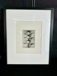 Framed, Unsigned Pencil On Paper Print - Karl Blossfeldt Reproduction
