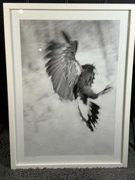 Large, Signed, Framed In White Wood Black & White Photo - Harris Hawk