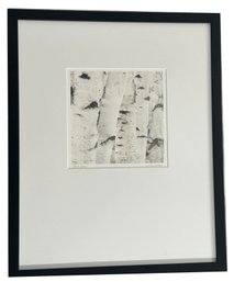 Well Framed & Matted Color Photo By Jon Olsen 'Birch Stems',  17-1/8' X 21-1/8'H