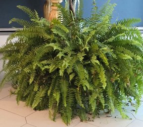 Fern- Beautiful Real Plant